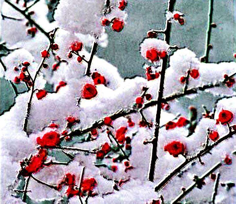 梅雪诗梅雪争春未肯降骚人搁笔费评章