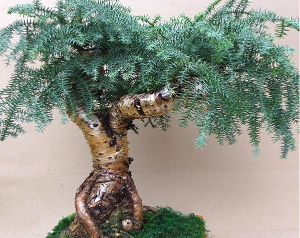 养个澳洲杉盆景一点也不难四季养护指南收好