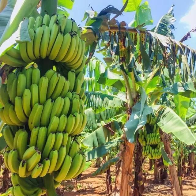 学生连搬到新农场男生露宿香蕉林蚊帐一挂呼呼大睡