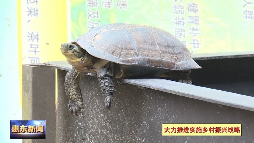 已有十多年的龜鱉產業經營經驗,目前養殖了石金錢龜,花龜,鱷魚龜等多