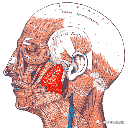 颊肌大图片