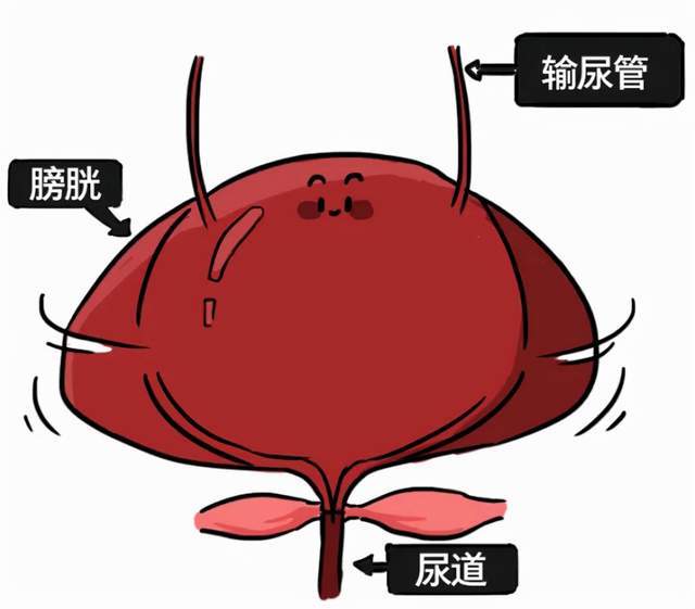 憋尿时,膀胱就像一个被不断注水而撑大的气球.