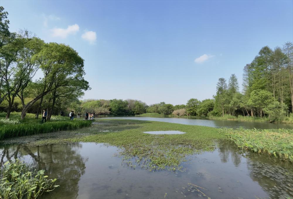 西溪湿地免费入口(西溪湿地公园游玩攻略)