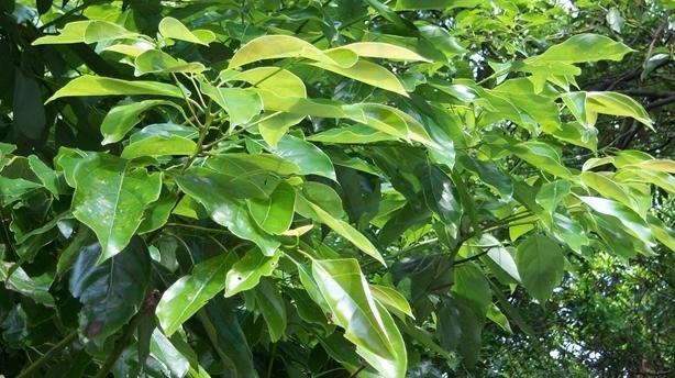 樟显价值沉水樟