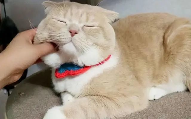 常摸猫咪这几个部位,它会越来越依赖你