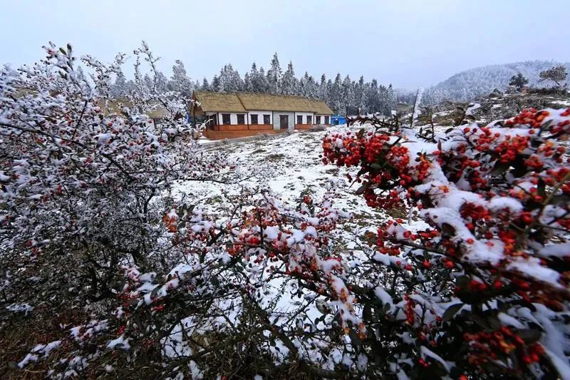 图张肖兵▲实景图千野草场,位于石柱土家族自治县鱼池镇的岩口,4a级