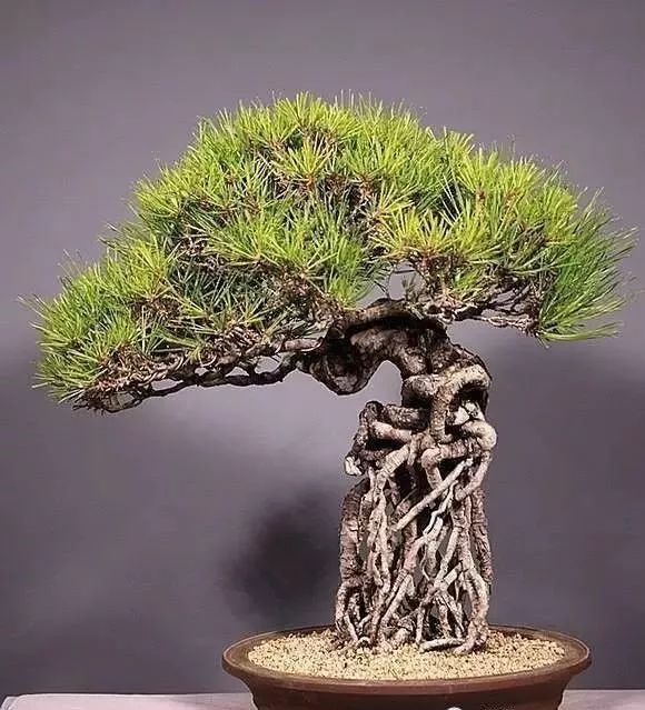 盘根错节的盆景有一种极致的美