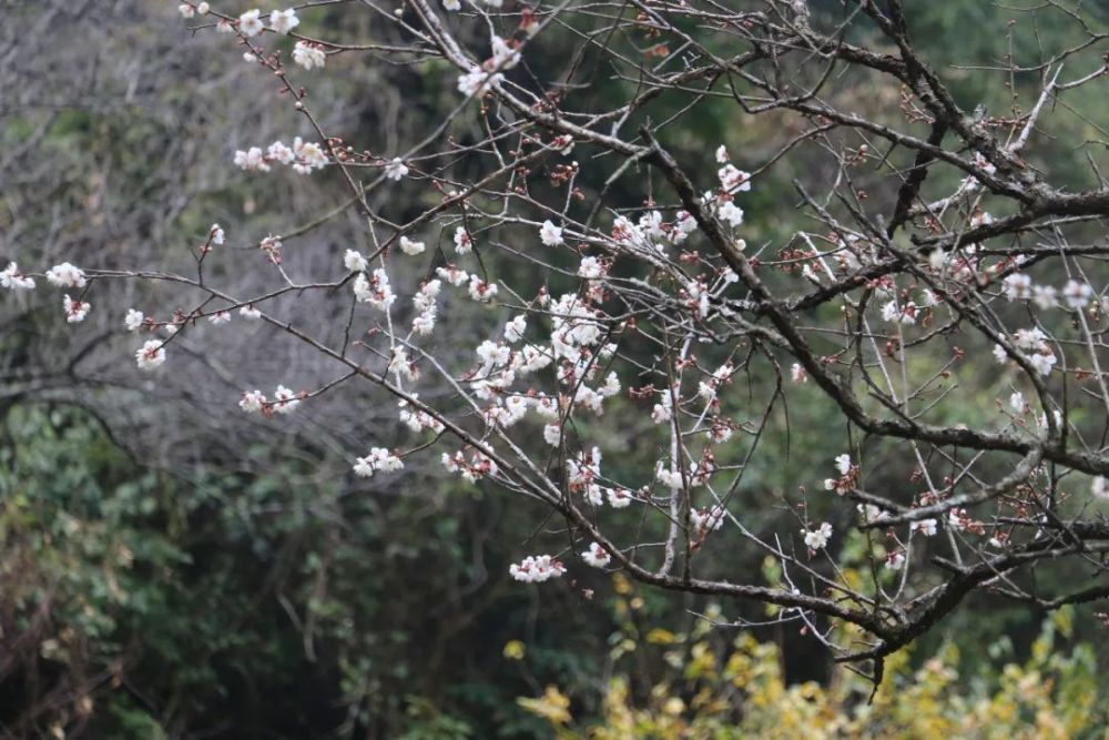 梅关古道的梅花图片