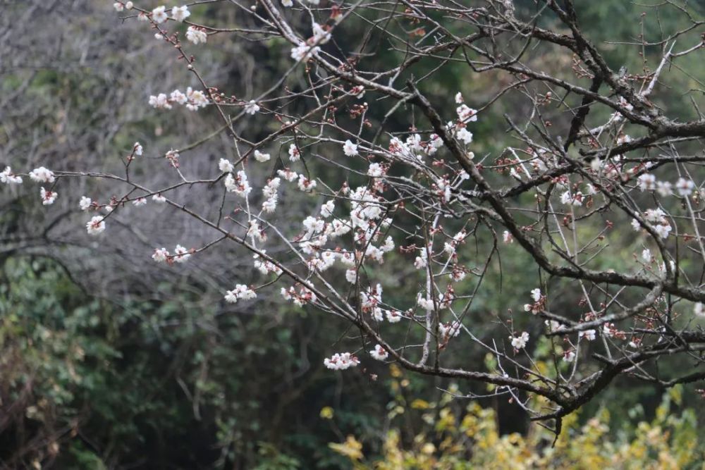 南雄梅关古道的梅花美上了央视