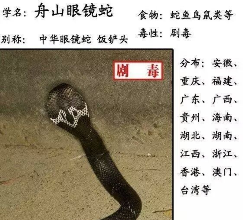 无毒的菜花蛇却被称为百蛇之王原因何在有毒的蛇还怕它