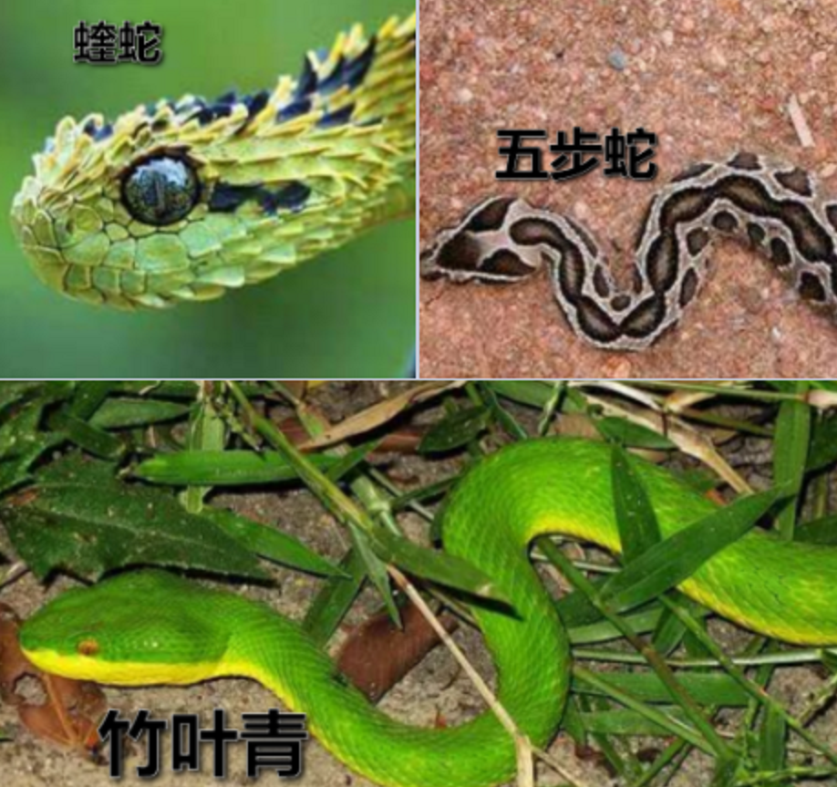 无毒的菜花蛇却被称为百蛇之王原因何在有毒的蛇还怕它