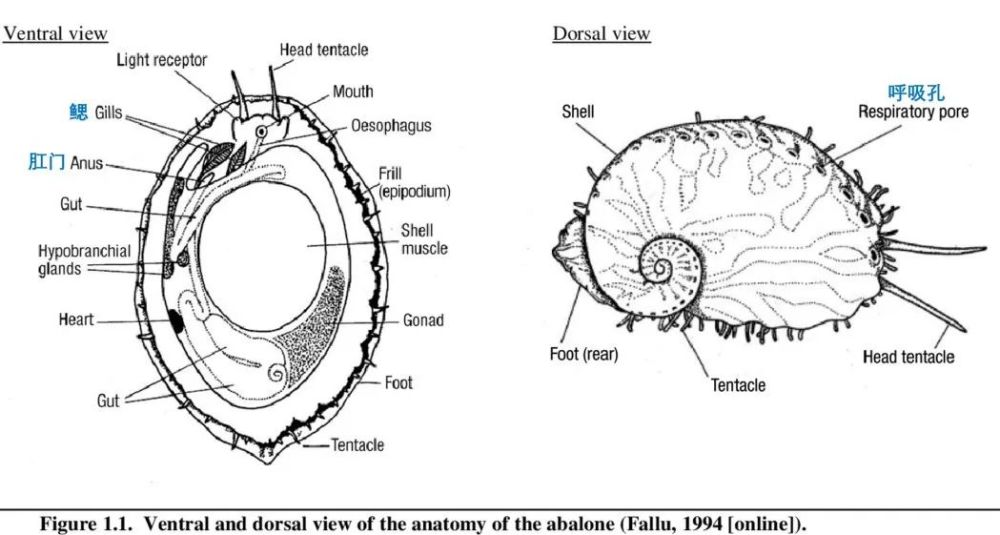 鲍鱼壳上为什么有一排小孔趣问万物