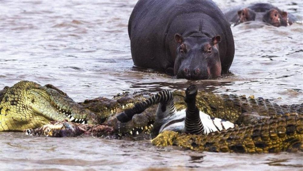 顶翻狮子口撕鳄鱼河马发飙有多恐怖草原上只有一物能制服它