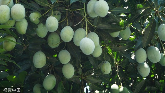 道路两旁的绿化芒果能不能吃