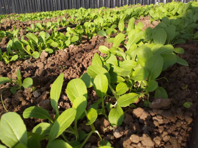 小油菜栽培做好这三点优质高产有保障