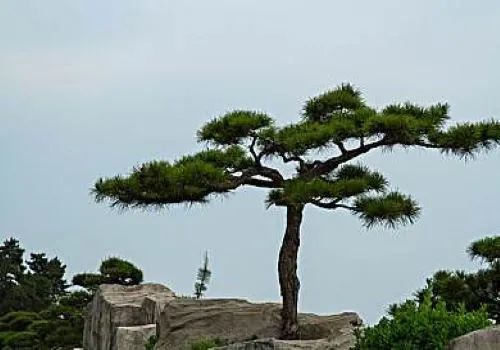 李商隐和杜荀鹤写小松,这两首都是纯粹的咏物诗吗_腾讯新闻