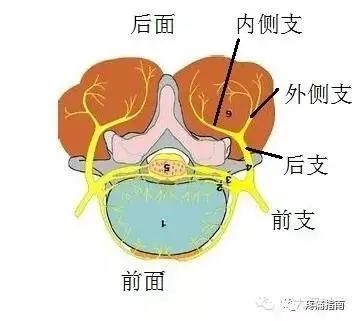 枕大神經為c2神經後支的內側支從解剖說起是否一看見頭痛?