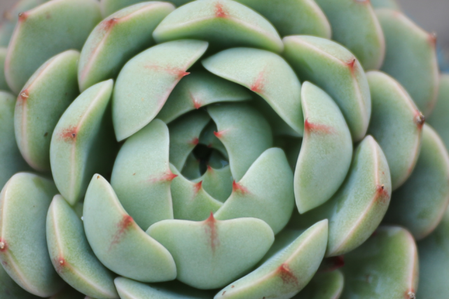 笨巴蒂斯景天科拟石莲花属多肉植物大和锦和静夜的杂交品种