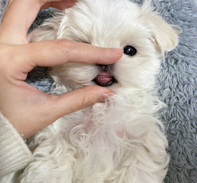 小姐姐分享家里小狗勾的照片被疯狂点赞只因为她家狗长牙了