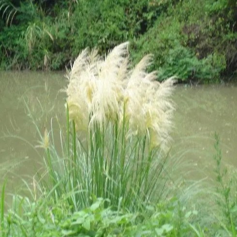 不屈不挠的芦花