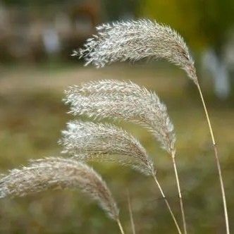 (《积善堂经验方》)治干霍乱病心腹胀痛:芦蓬茸一把,水煮浓汁,顿服一