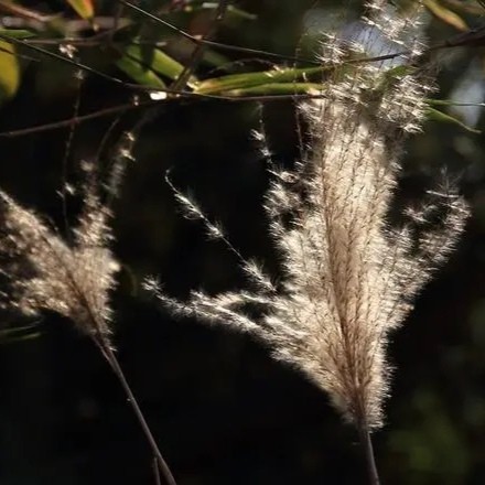 治干霍乱病心腹胀痛:芦蓬茸一把,水煮浓汁,顿服一升.