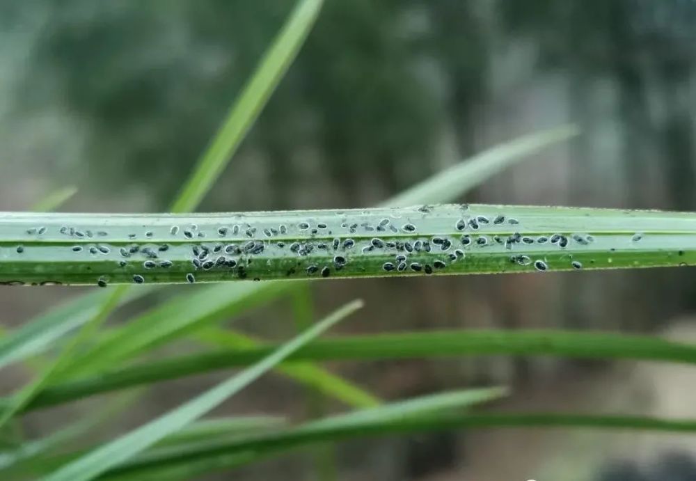 兰花介壳虫最佳治理时机不要错过元旦在家仔细检查一下吧