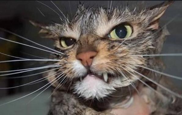 有90%的猫是怕洗澡的,此时,它们会害怕到抓狂,记得有一次我去一个朋友