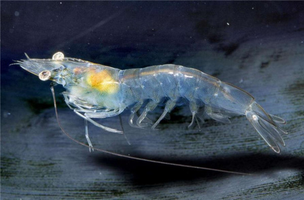 虽然看起来这虾好像很好吃,和北极磷虾可能有的一拼,但在还未完全了解