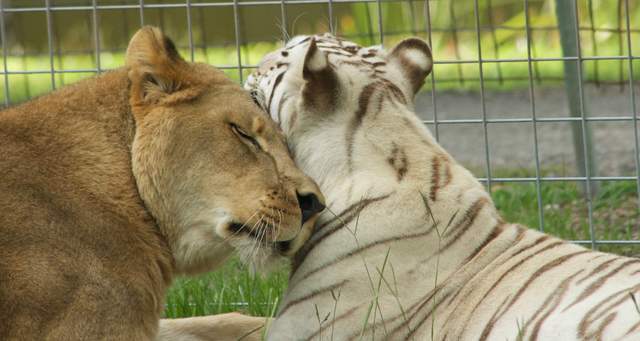 母老虎vs母獅子誰才是真正的動物界女王