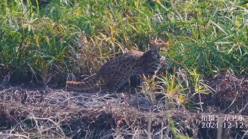 東莞生態溼地發現疑似國家二級保護動物豹貓