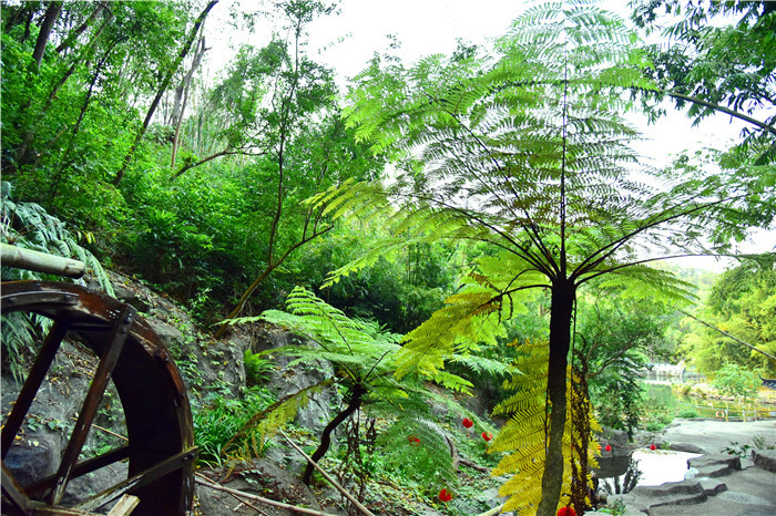 植物活化石(四川植物活化石)