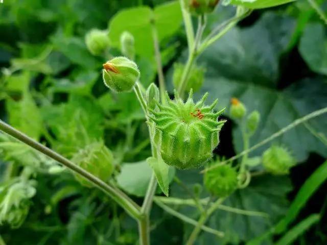 《本草纲目》:"苘麻子生眼翳瘀肉,起倒睫拳毛.