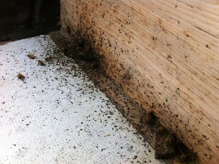 被马蜂攻击后的蜜蜂蜂门口出现黑点被吓出屎来太小看蜜蜂了