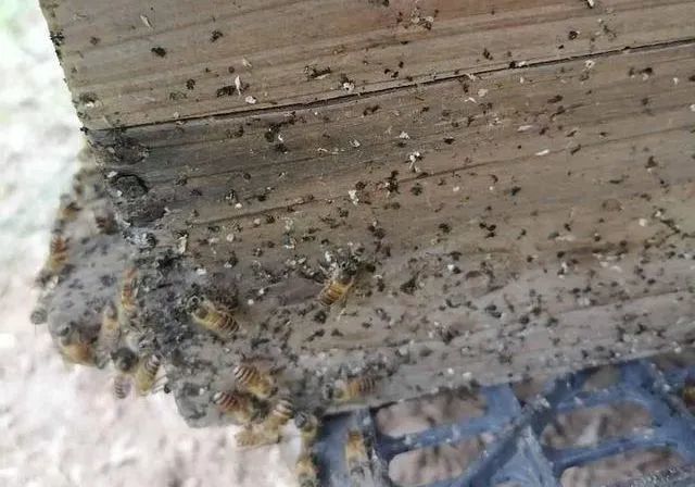 蜜蜂粪便图排泄物图片