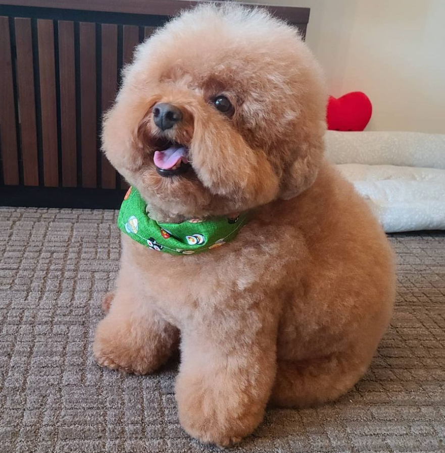 泰迪总是被人嘲笑太胖,为了证明它不胖,主人决定给它洗个澡……_腾讯