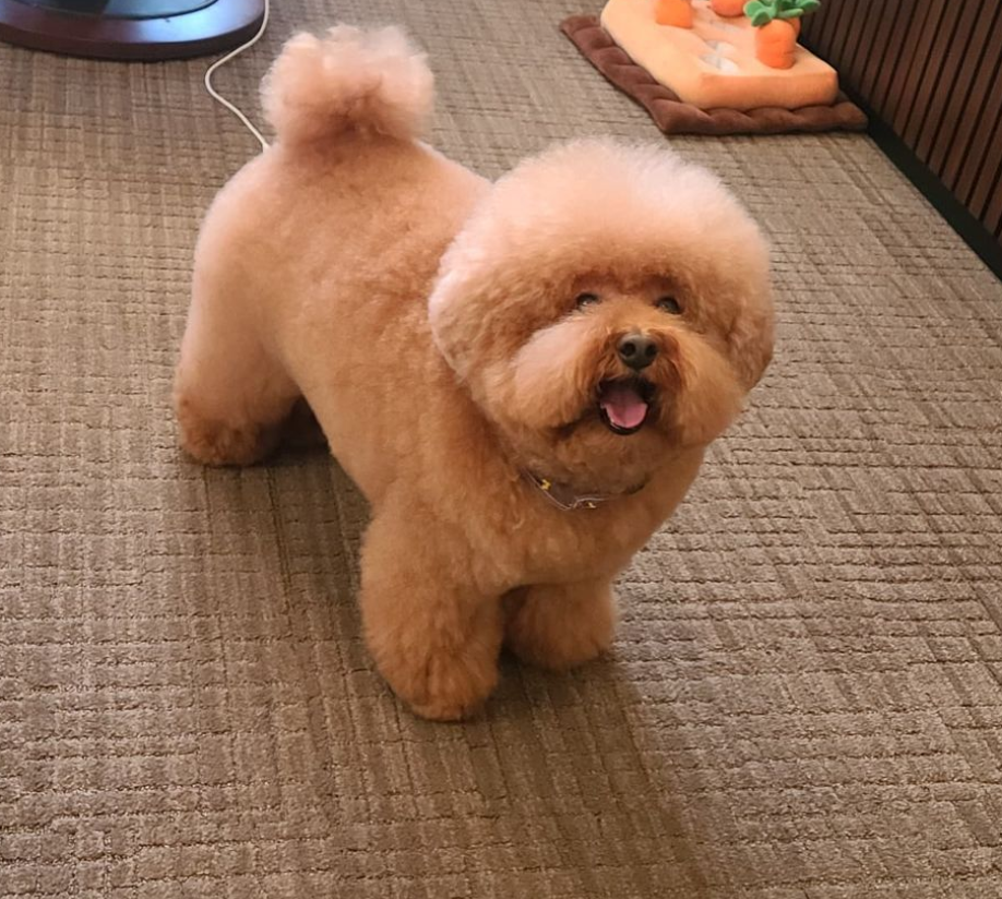 泰迪总是被人嘲笑太胖,为了证明它不胖,主人决定给它洗个澡……_腾讯