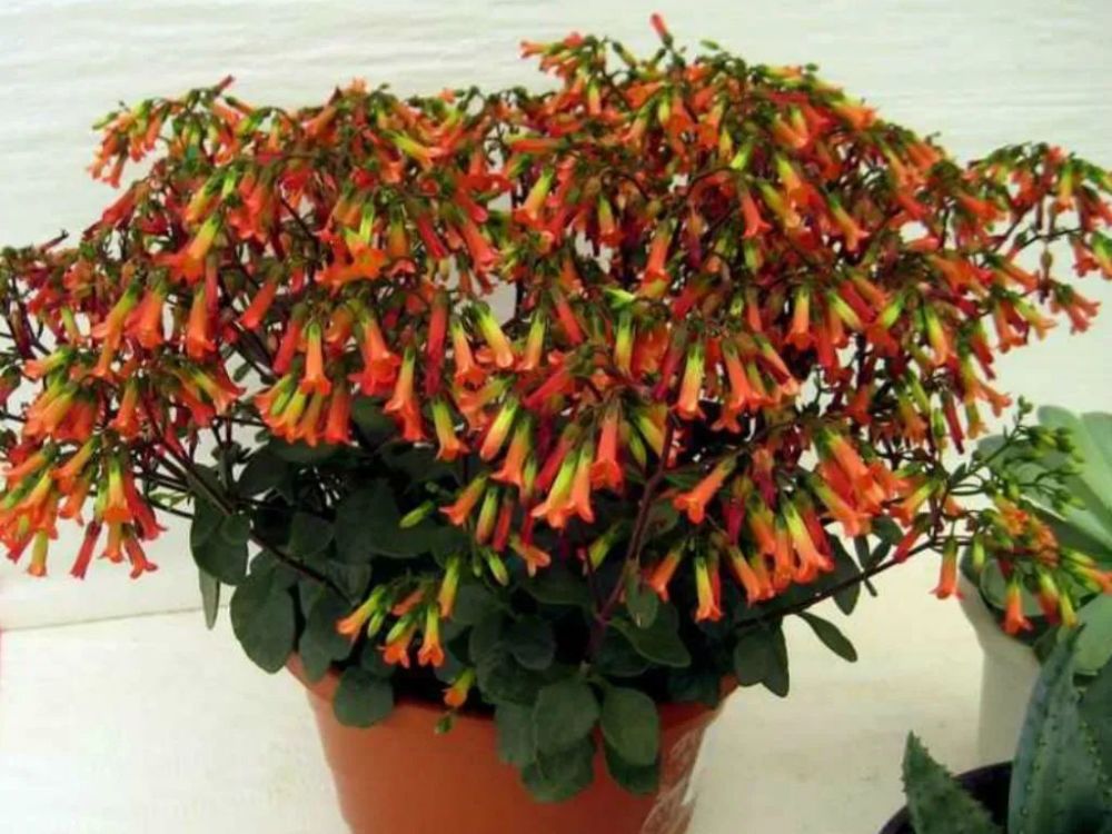 你的长寿花还没开花 可能是夜晚没给它提供黑暗的环境 腾讯新闻