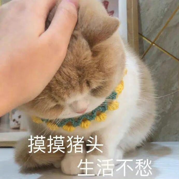 猫猫表情包我希望我是只猫猫