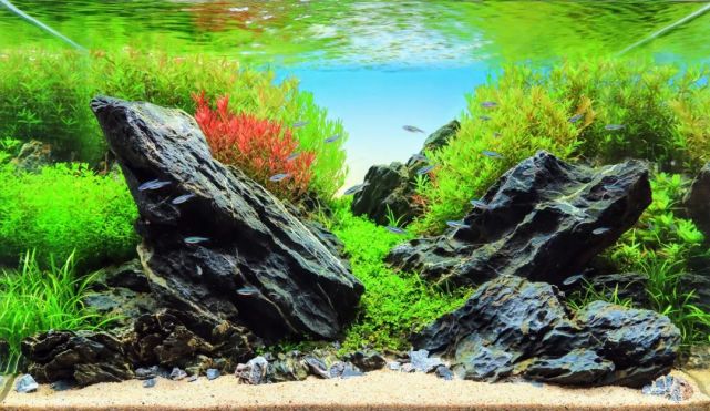 2021年度ada内部造景大赛