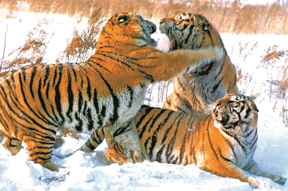 东北虎野性归来