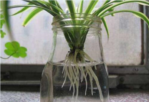 水培吊兰怎么养长得旺盛?掌握妙招,根系粗壮,越长越旺