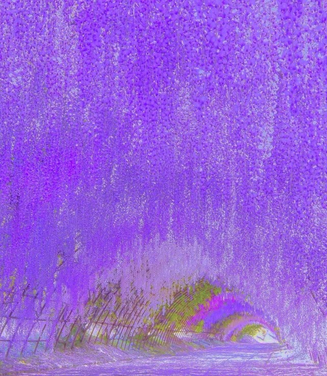 紫藤花背景图沉淀过往迎来新光
