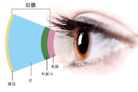正常人健康的泪液中不仅有"水",还有睑板腺分泌的"油",油分布在水液层