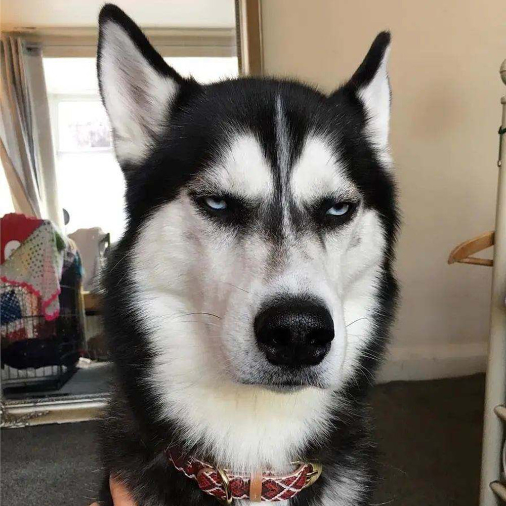 你家狗狗生气什么样子不是凶狠而是它闹情绪