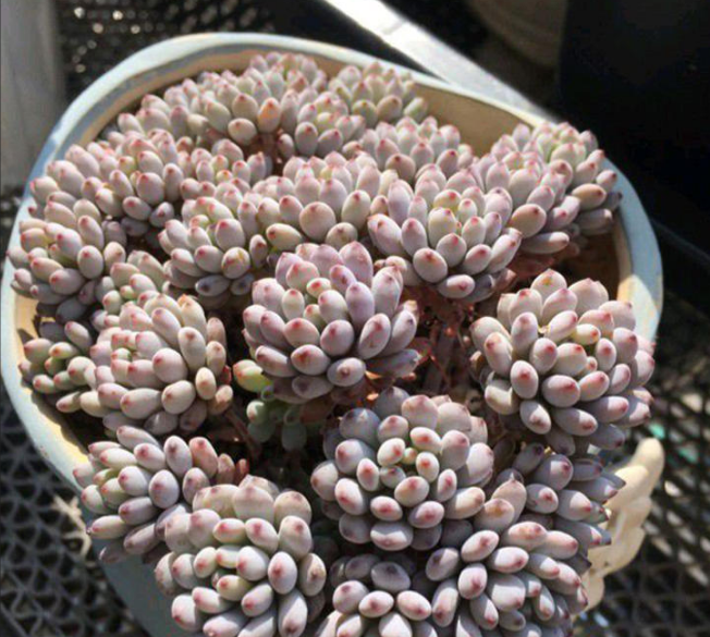 另外多肉蓝豆其散发的香味浓郁程度和其受到的照顾程度息息相关,如果