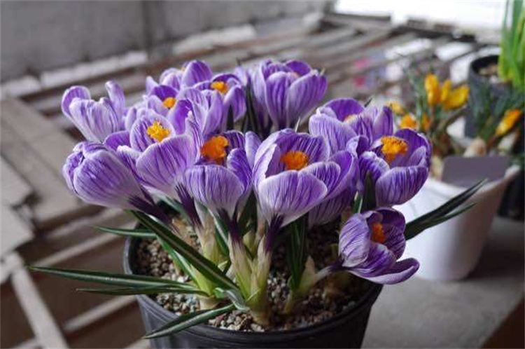 藏红花盆栽的种植方法不难需注意栽种时间保持高质量养护环境