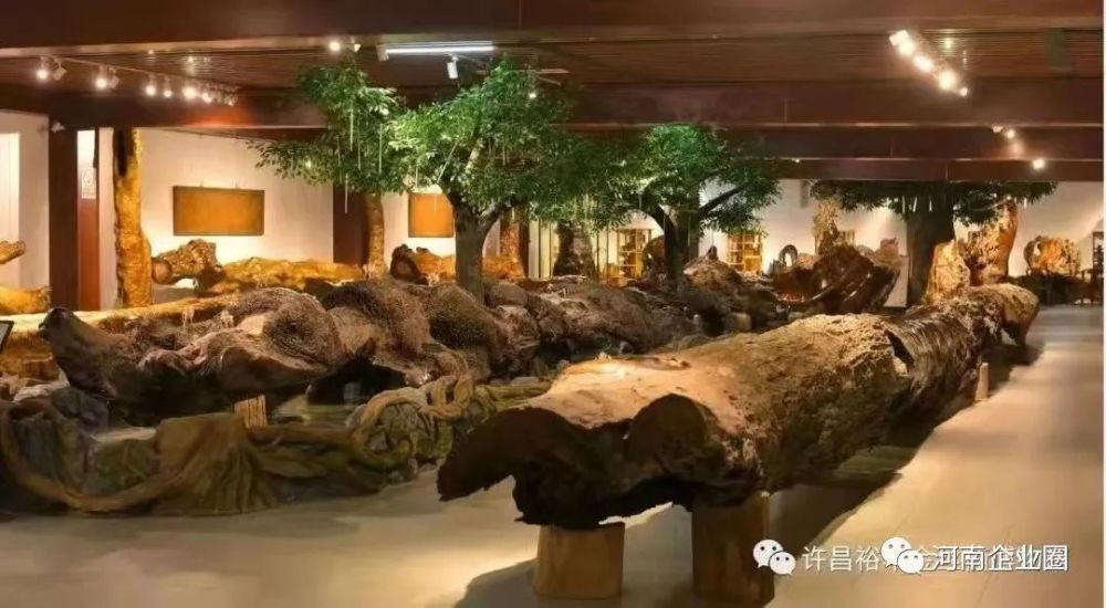 需五百年以上方可成材,堪称"植物大熊猫,素有"国木"东方神木"