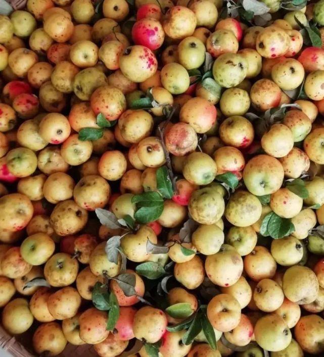 云果景东山间野果带你抖擞一冬