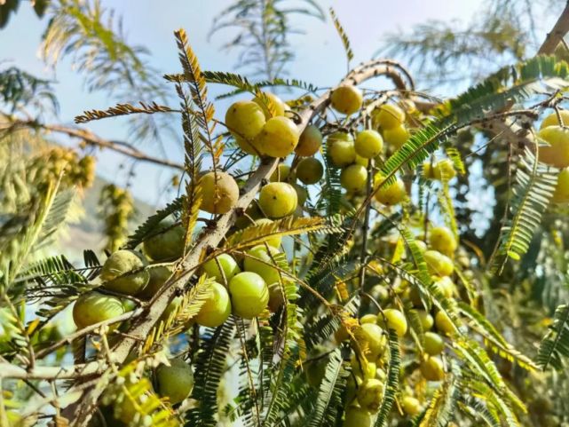 云果景东山间野果带你抖擞一冬